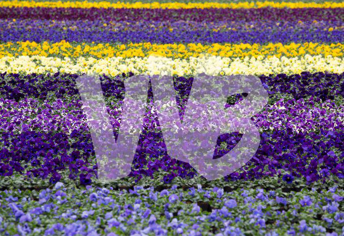 bloemen en planten vvbvanbree     1079